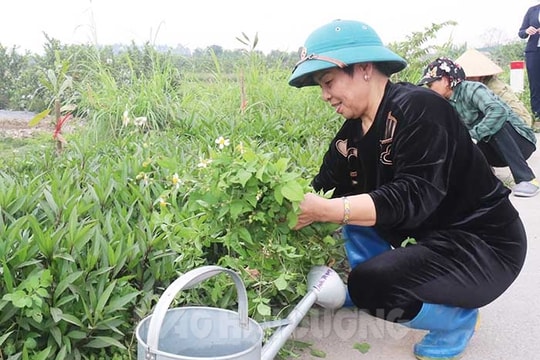 Cho mùa xuân Tân Việt thêm xanh